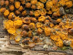 Attēlu rezultāti vaicājumam “Oligonema persimile macro”