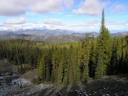 Attēlu rezultāti vaicājumam “Larix”