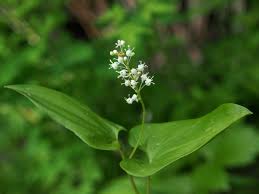 Attēlu rezultāti vaicājumam “Maianthemum bifolium fruit”