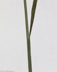 Attēlu rezultāti vaicājumam “Poa nemoralis leaf”