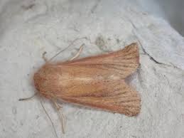 Attēlu rezultāti vaicājumam “Chortodes fluxa”