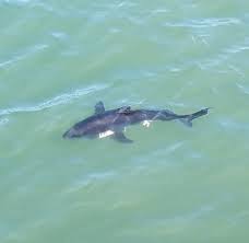 Image result for Lamna ditropis