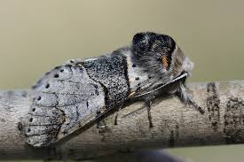 Attēlu rezultāti vaicājumam “Furcula bifida”