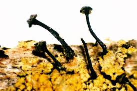 Attēlu rezultāti vaicājumam “Calicium adspersum”