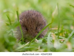 Attēlu rezultāti vaicājumam “Microtus agrestis”