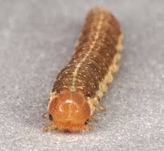 Attēlu rezultāti vaicājumam “Tenthredo mandibularis larva”