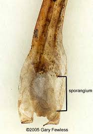 Attēlu rezultāti vaicājumam “Isoetes echinospora leaf”