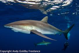 Image result for Carcharhinus falciformis