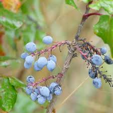 Attēlu rezultāti vaicājumam “Mahonia aquifolium fruit”