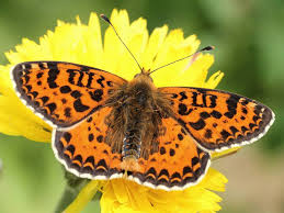Attēlu rezultāti vaicājumam “Melitaea didyma male”