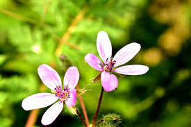 Attēlu rezultāti vaicājumam “Cicuta virosa flower”
