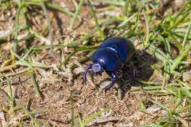 Attēlu rezultāti vaicājumam “Trypocopris vernalis”