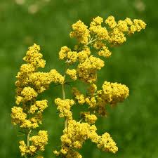 Attēlu rezultāti vaicājumam “Galium verum flower”