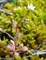 Attēlu rezultāti vaicājumam “Saxifraga tridactylites flower”