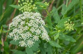 Attēlu rezultāti vaicājumam “Sium latifolium”