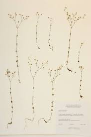 Attēlu rezultāti vaicājumam “Linum catharticum fruit”