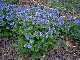 Attēlu rezultāti vaicājumam “Pulmonaria angustifolia leaf”