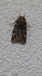 Attēlu rezultāti vaicājumam “Brachionycha nubeculosa”