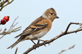 Attēlu rezultāti vaicājumam “Fringilla montifringilla female”