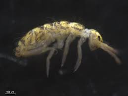 Attēlu rezultāti vaicājumam “Orchesella sp.”