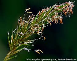 Attēlu rezultāti vaicājumam “Anthoxanthum odoratum fruit”