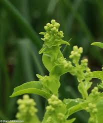 Attēlu rezultāti vaicājumam “Lactuca sativa flower”