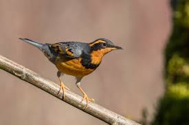 Image result for Ixoreus naevius