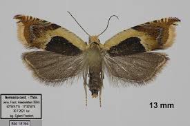 Attēlu rezultāti vaicājumam “Ancylis badiana”