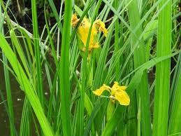 Attēlu rezultāti vaicājumam “Iris pseudacorus leaf”