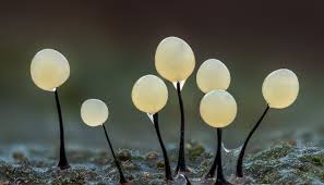 Attēlu rezultāti vaicājumam “Comatricha nigra macro”