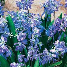 Attēlu rezultāti vaicājumam “Scilla siberica”