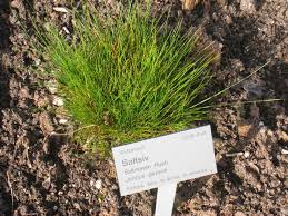 Attēlu rezultāti vaicājumam “Juncus gerardii”