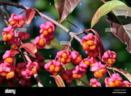 Attēlu rezultāti vaicājumam “Euonymus europaeus fruit”