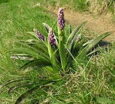 Attēlu rezultāti vaicājumam “Orchis mascula bud”