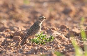 Image result for Calandrella rufescens