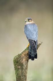 Attēlu rezultāti vaicājumam “Falco subbuteo”