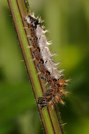 Attēlu rezultāti vaicājumam “Polygonia c-album upperside”