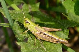 Attēlu rezultāti vaicājumam “Stethophyma grossum”