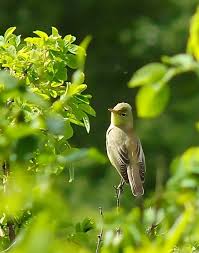 Attēlu rezultāti vaicājumam “Hippolais icterina”