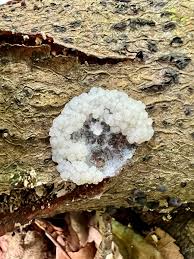 Attēlu rezultāti vaicājumam “Symphytocarpus trechisporus sessile”