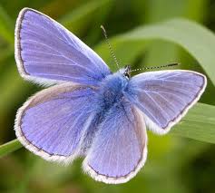 Attēlu rezultāti vaicājumam “Polyommatus icarus male”