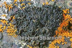 Attēlu rezultāti vaicājumam “Collema”