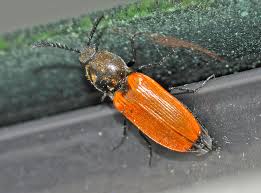 Attēlu rezultāti vaicājumam “Anostirus castaneus”