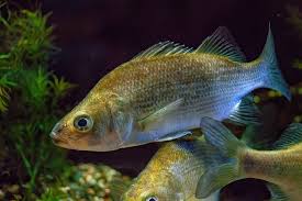 Image result for Morone americana