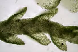 Attēlu rezultāti vaicājumam “Nardia scalaris cells”