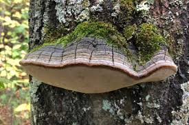 Attēlu rezultāti vaicājumam “Phellinus tremulae”