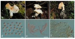 Attēlu rezultāti vaicājumam “Lentaria sp.”