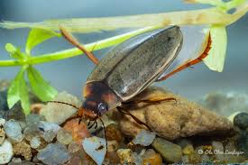 Attēlu rezultāti vaicājumam “Colymbetes paykulli”