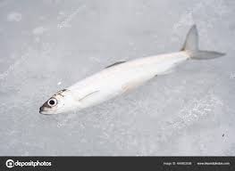 Image result for Coregonus albula