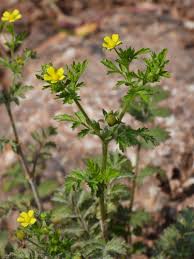 Attēlu rezultāti vaicājumam “Potentilla supina leaf”